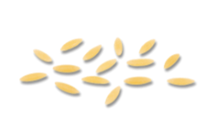 Puntalette(500 g x 24) – n° 73